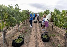Un grupo de alumnos y profesores de la UPCT recolecta uva, este miércoles, en la finca Tomás Ferro de La Palma.