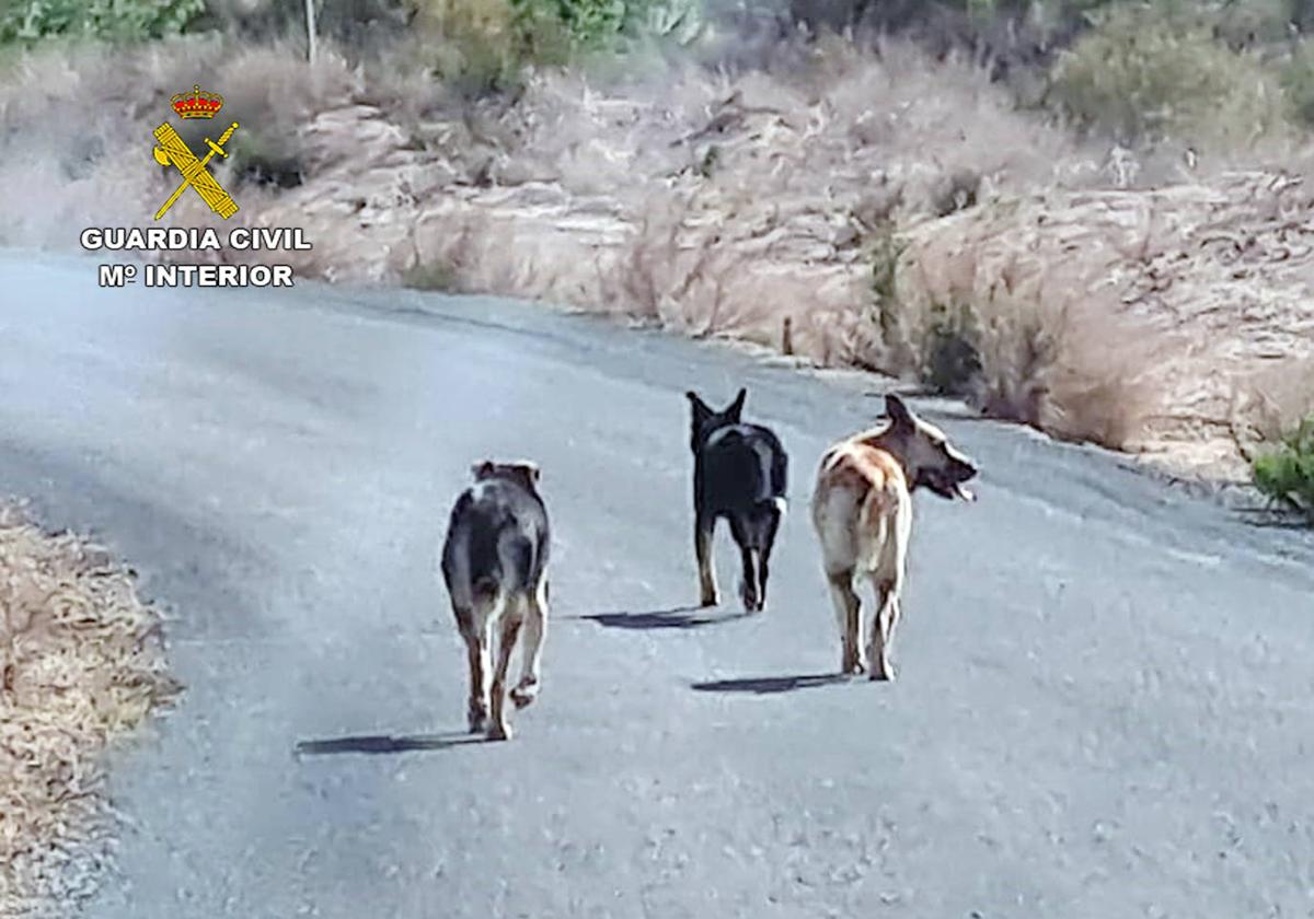 Los tres perros que causaron la muerte de una veintena de ovejas.