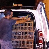 Recogida de palomas en Lorca.