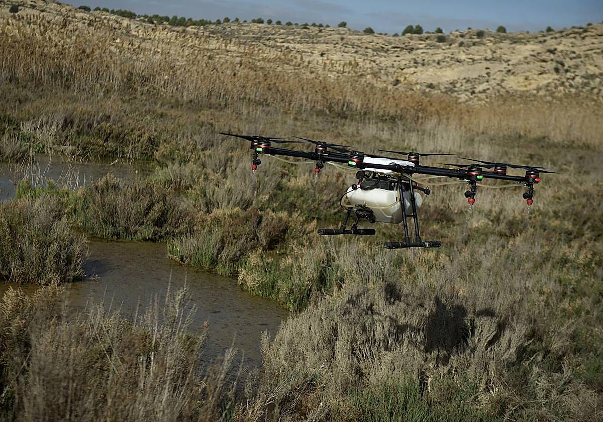 Labores de fumigación de un dron contra el mosquito tigre, en una foto de archivo.