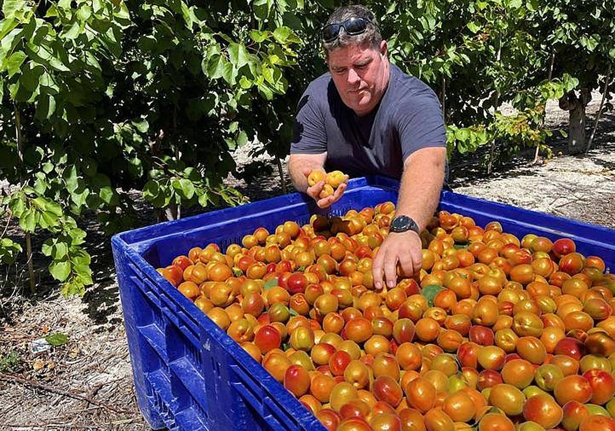Un agricultor, junto a una cosecha de albaricoques recién cogidos.
