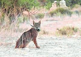 'Tiko', el lince 'lorquino' fallecido, con el collar GPS cuando estaba en el recinto de aclimatación.