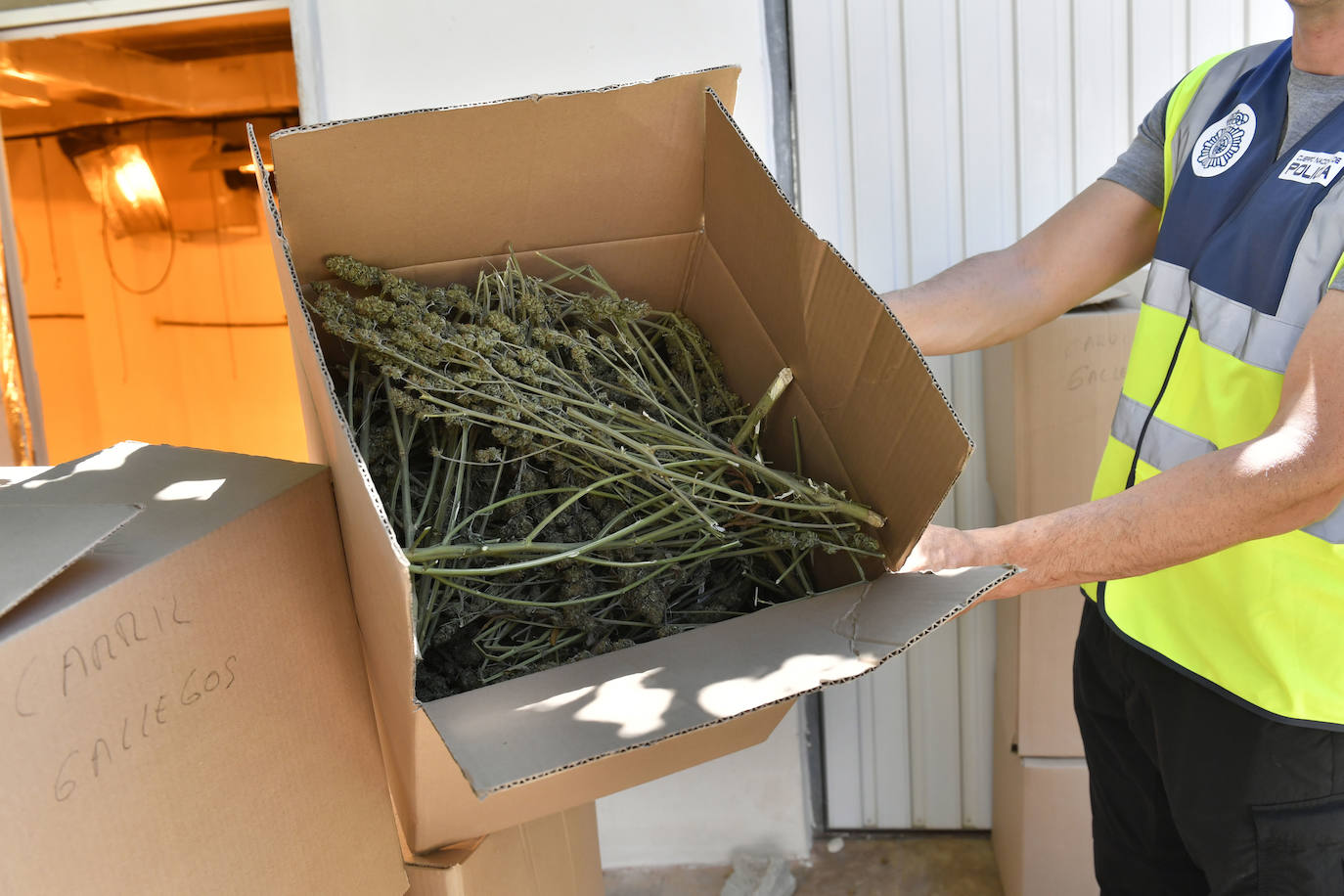 La redada de marihuana en Patiño, en imágenes
