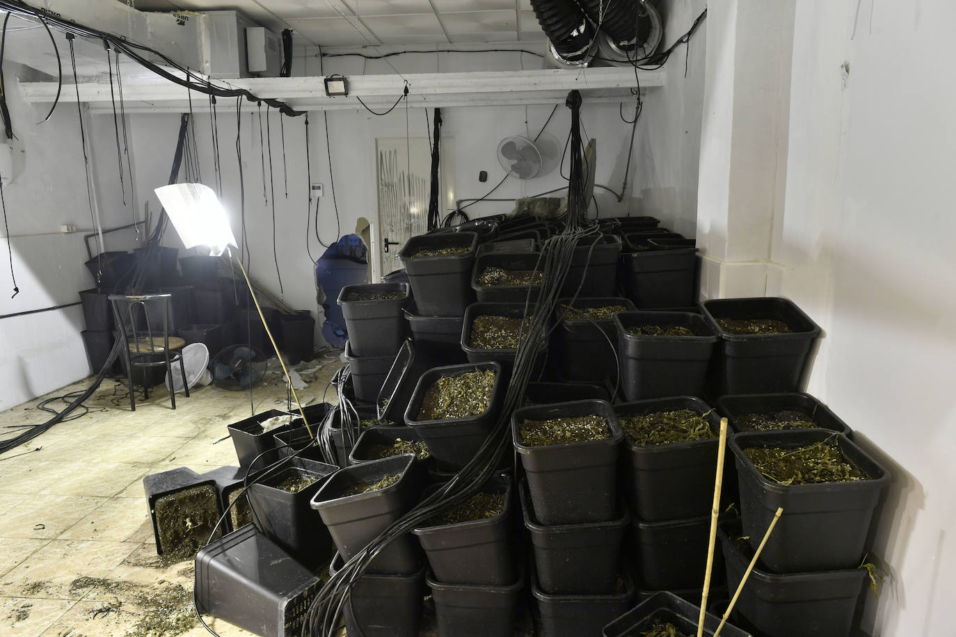 La redada de marihuana en Patiño, en imágenes