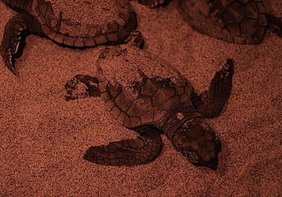 Una tortuga saliendo del nido.