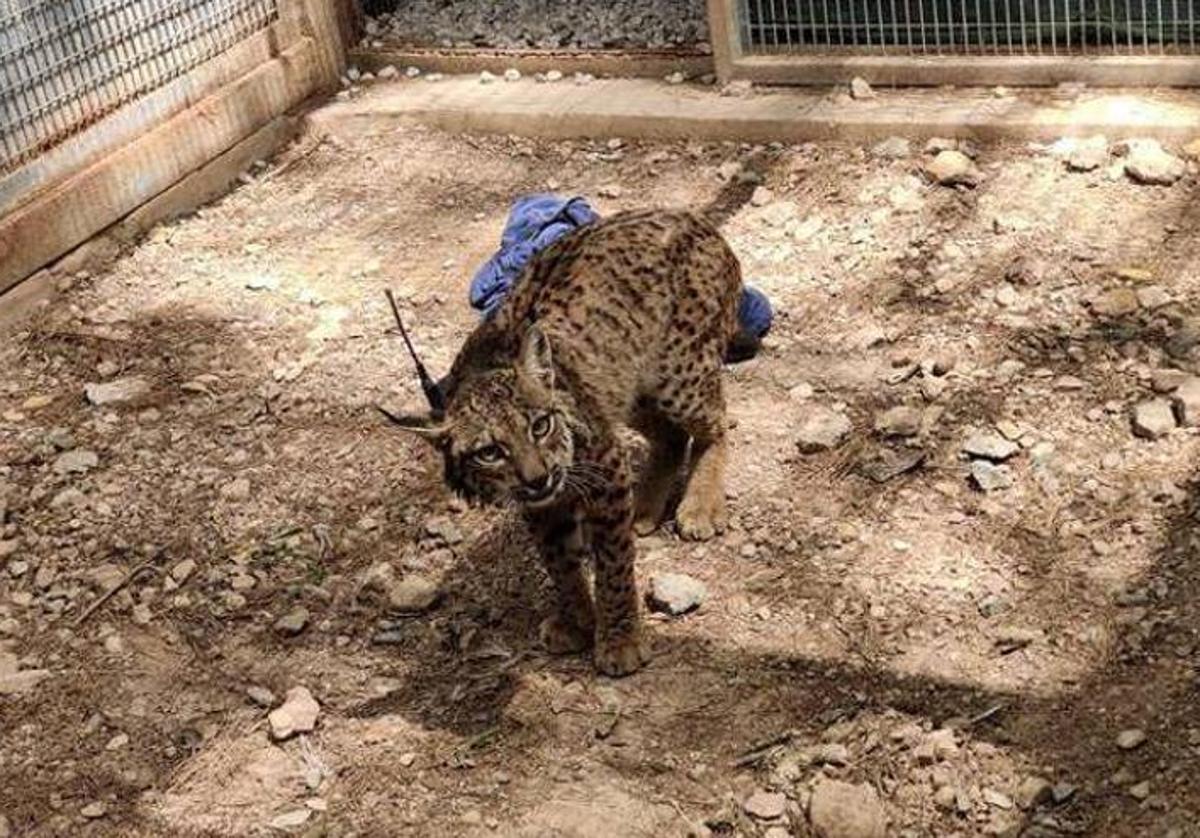 El lince 'Tejo', durante su estancia de recuperación en El Valle (Murcia).