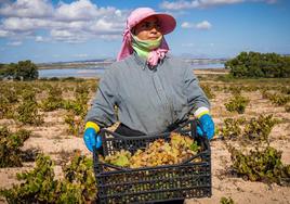 Vanessa Salgado, una de las temporeras de los viñedos de La Mata, en plena faena, esta semana.