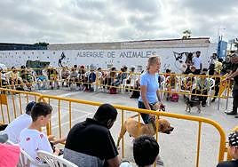 El albergue municipal de animales de Torrevieja fomenta las adopciones con visitas escolares.