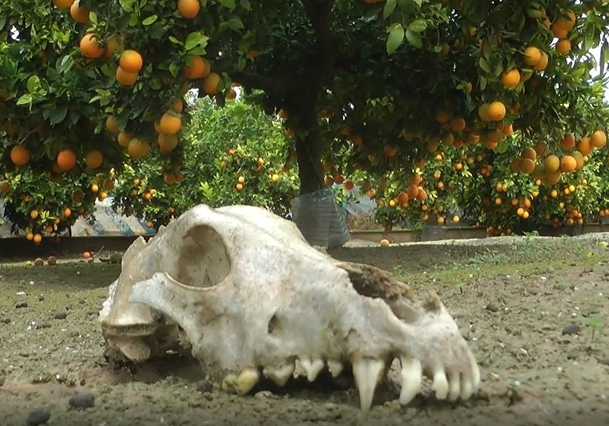 Una calavera de un perro en la 'finca de los horrores'.