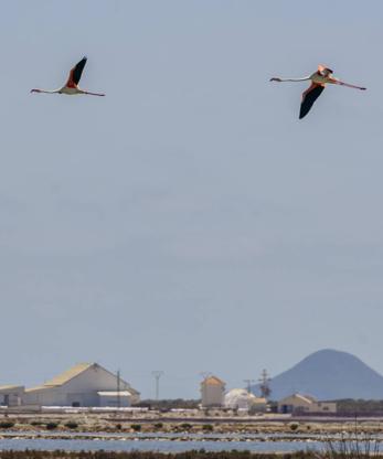 Imagen secundaria 2 - Cumbre rosa en las salinas de San Pedro del Pinatar: miles de flamencos huyen de la sequía