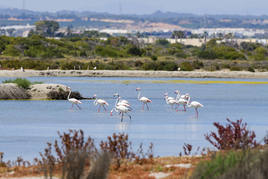 Cumbre rosa en las salinas de San Pedro del Pinatar: miles de flamencos huyen de la sequía