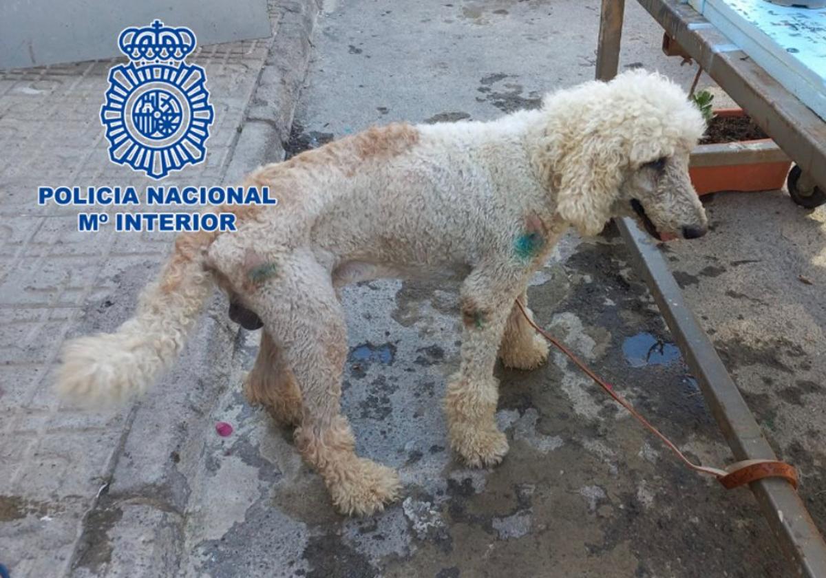 Estado en el que hallaron al caniche en El Ejido.