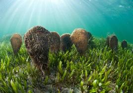 Nacras en el Mar Menor, sobre una pradera de 'Caulerpa prolifera'.