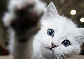 Un gato extiende su pata, en una imagen de archivo.