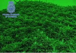 Imagen de la plantación de marihuana intervenidas en Sangonera la Verde.