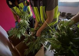 Policías metiendo marihuana en unas cajas durante una operación desplegada en Murcia.