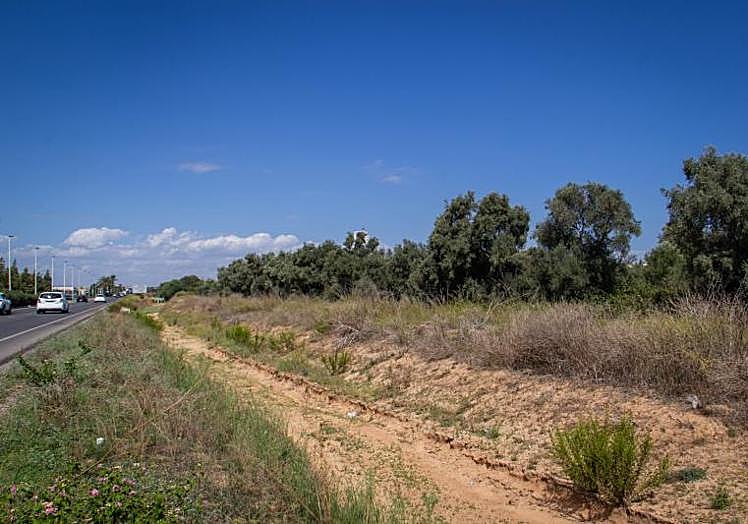 Encinares y garroferas centenarias ubicadas a orillas de la CV-905.
