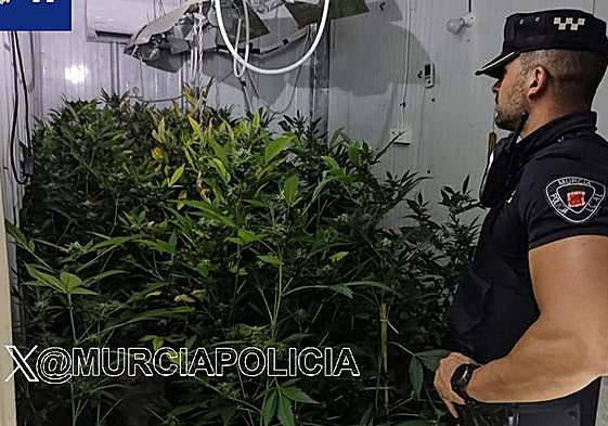 Un agente de la Policía Local de Murcia, junto a varias plantas de marihuana.