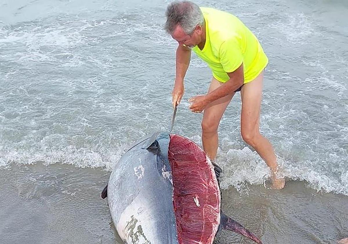 Un bañista, con un cuchillo, junto a un atún hallado este verano en La Manga.