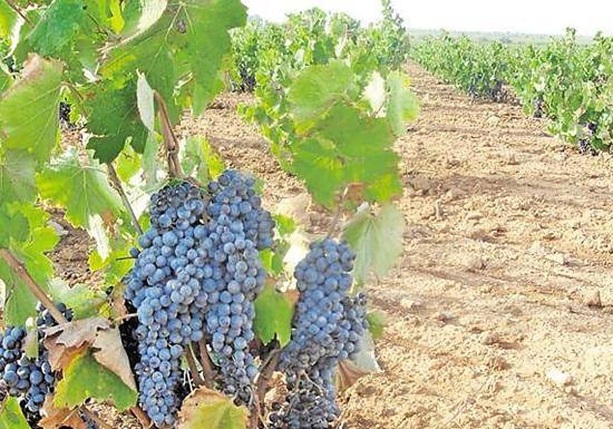 Viñedos de Bullas, en una imagen de archivo.