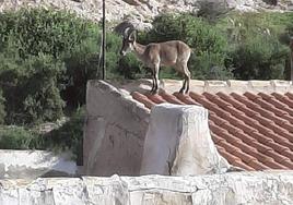 Una cabra montés subida a un tejado de una casa en Alhama.