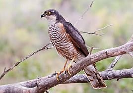 Fortuna celebra en la Sierra de la Pila el Día Mundial de las Aves