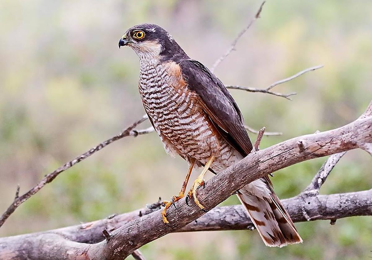 Fortuna celebra en la Sierra de la Pila el Día Mundial de las Aves