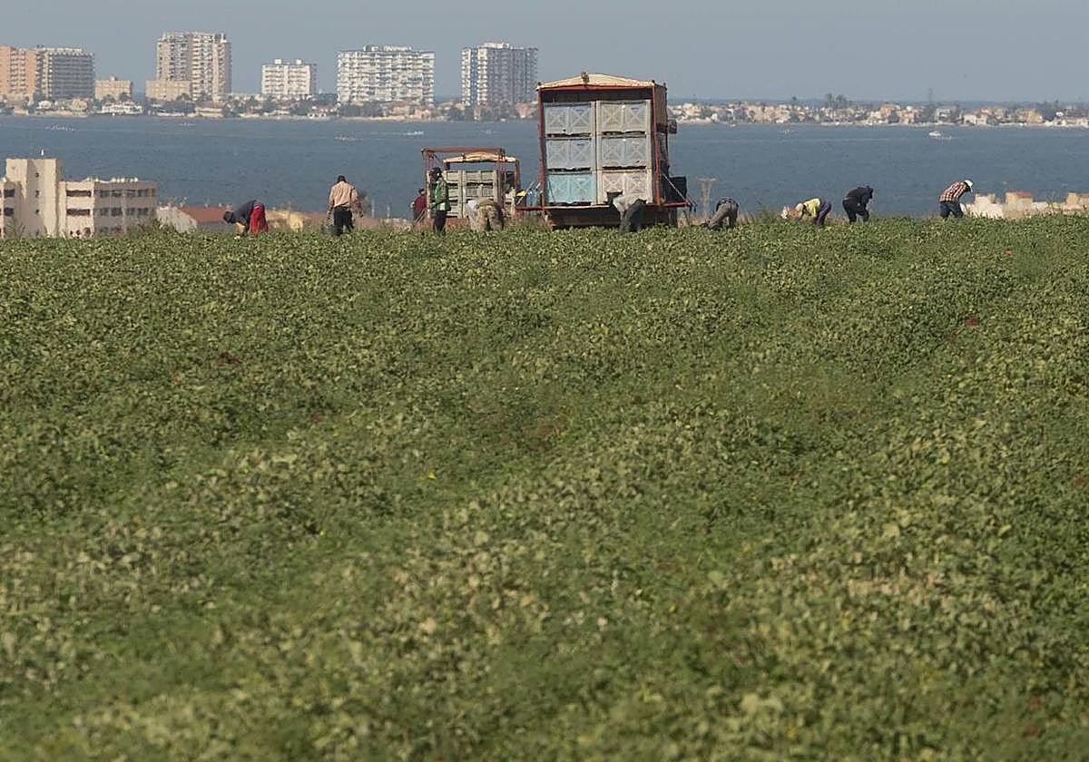 Cultivos cerca de la orilla del Mar Menor, en el entorno de San Ginés de la Jara (Cartagena).