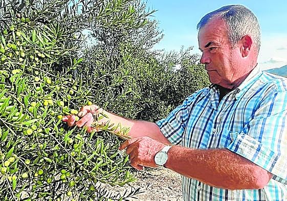 Rafael Giménez revisa unos olivos, en su finca.