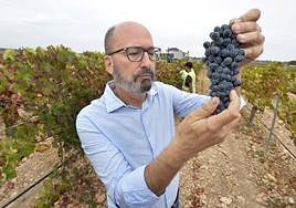 Miguel Gil observa un racimo de cabernet sauvignon en una de las últimas parcelas que se vendimian estos días.