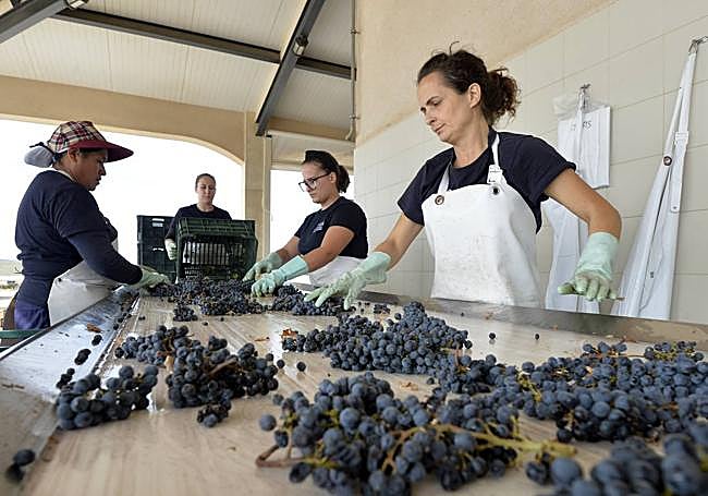 Trabajadoras de la bodega seleccionan las uvas de Clio y El Nido a mano.