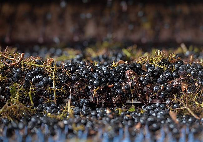 Proceso de despalillado de las uvas.