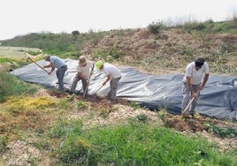 Cuatro operarios, eliminando especies invasoras del cauce de la rambla del Albujón, este verano.