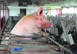 Un cerdo asoma sobre una jaula, en una granja porcina.