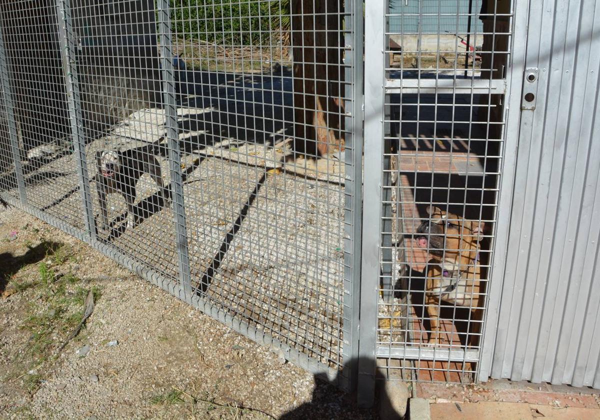 Los otros dos canes que permanecen en la casa, la madre y el hermano de los perros atacantes.