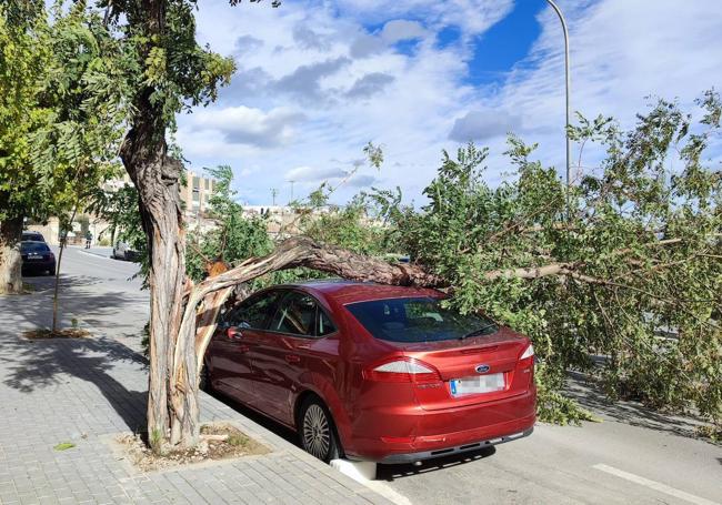 Una rama derribada golpea un coche en Cieza.