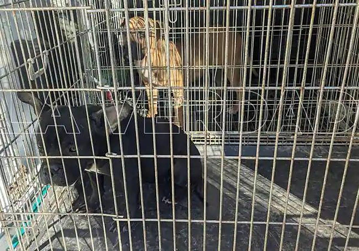 Los dos perros que cometieron la agresión, tras su captura.