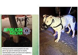 El perro de raza peligrosa 'American Stanford' localizado por la Policía Local de Molina.