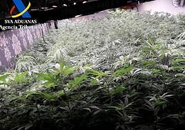 Plantación de marihuana incautada en Murcia.