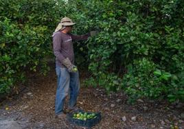 Un agricultor recoge limones en una huerta de Orihuela.