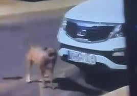 Uno de los perros que atacó al gato.