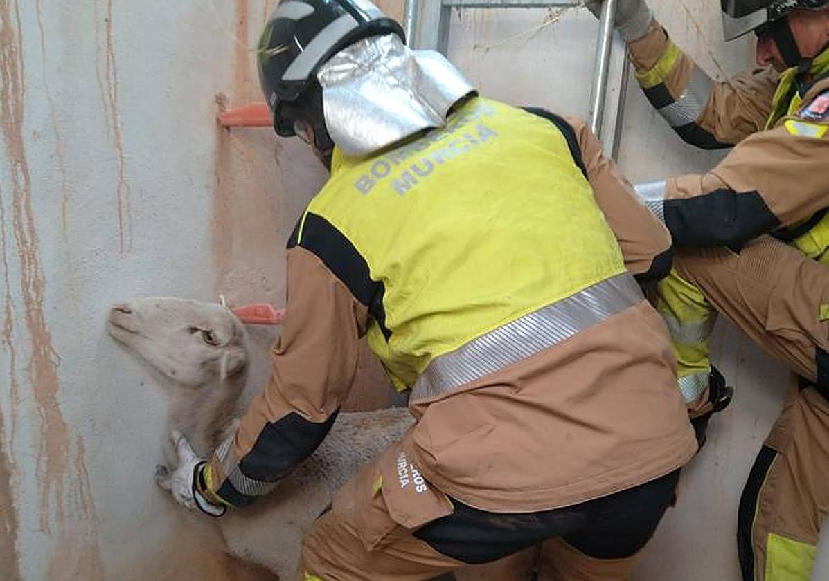 Rescatan a una cabra que cayó en una arqueta en La Alberca