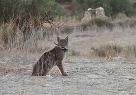 'Tiko', uno de los linces fallecidos, con el collar GPS cuando estaba en el recinto de aclimatación.