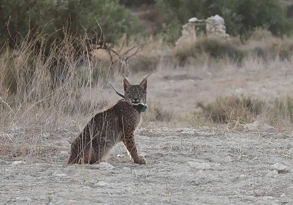 'Tiko', uno de los linces fallecidos, con el collar GPS cuando estaba en el recinto de aclimatación.