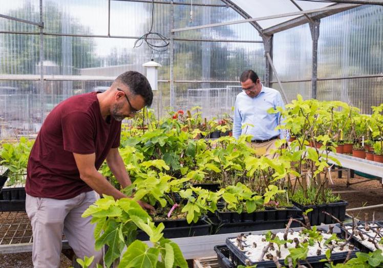 Invernadero donde se cultivan los esquejes en la Escuela Politécnica de Orihuela.