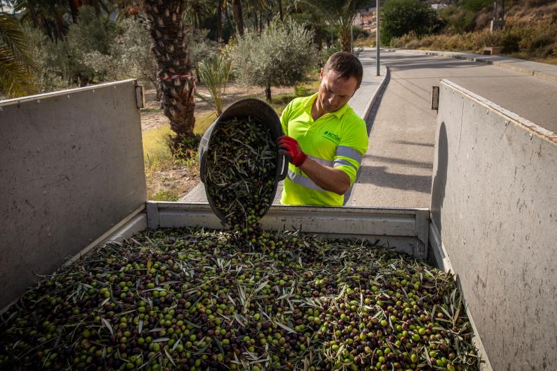 La recogida de la aceituna en el Palmeral de Orihuela, en imágenes