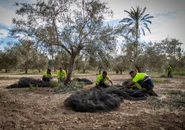 Una cuadrilla de la empresa de mantenimiento del parque natural recoge la aceituna, la semana pasada.
