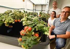 Los investigadores Francisco Rubio (en primer plano), Almudena Martínez y Manuel Nieves-Cordones, ante cultivos de tomates sin pepitas creados con CRISPR.