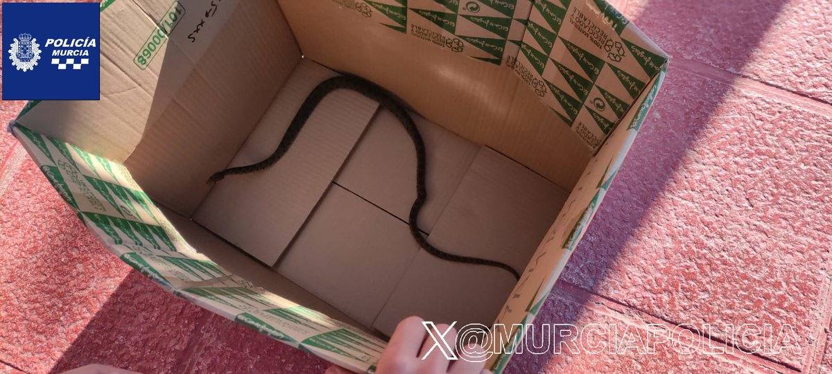 Imagen de la culebra capturada.