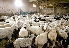 Una explotación ganadera de España con ovejas vacunadas de la lengua azul.